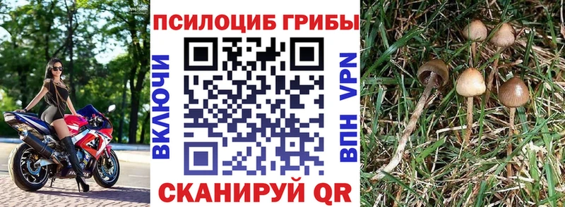 Галлюциногенные грибы Magic Shrooms  Купить где  Новоалександровск 